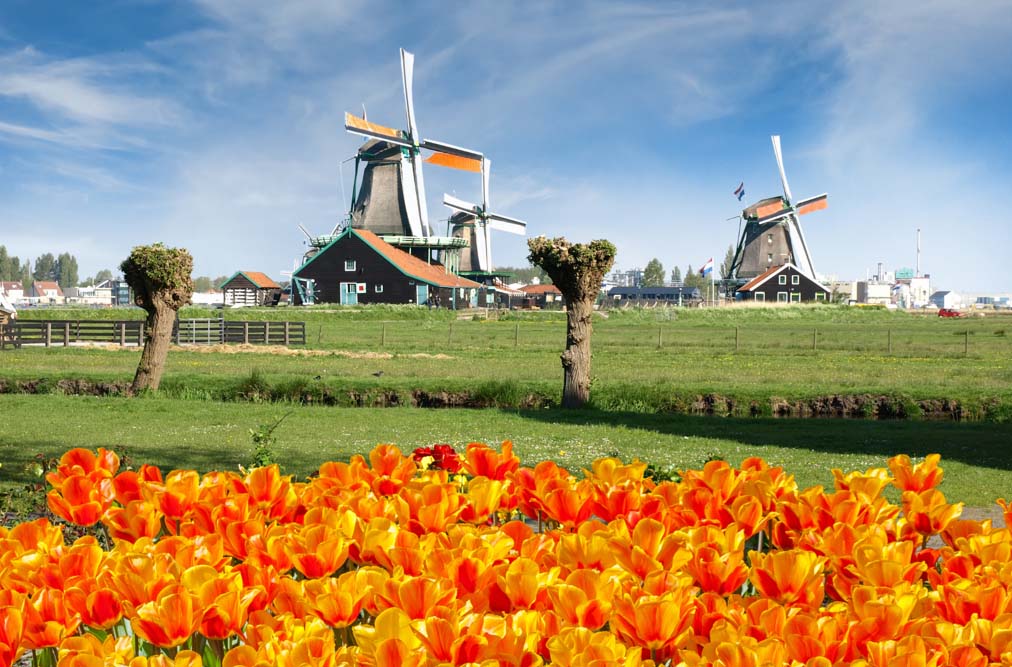 Du Lịch Hà Lan – Ghé Thăm Quê hương của hoa Tulip, Cối Xay Gió và nhiều hơn thế | Dế Vi Vu